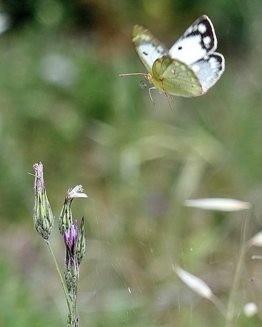 clouded yellow (helice)